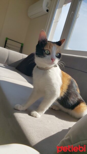 Tekir Kedi, Kedi  Karamel fotoğrafı