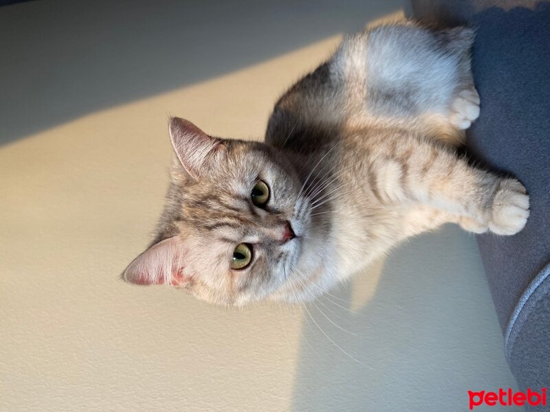 Scottish Fold, Kedi  Shira fotoğrafı