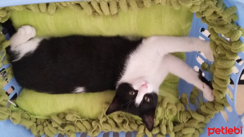Tuxedo (Smokin) Kedi, Kedi  Reyhan06 fotoğrafı