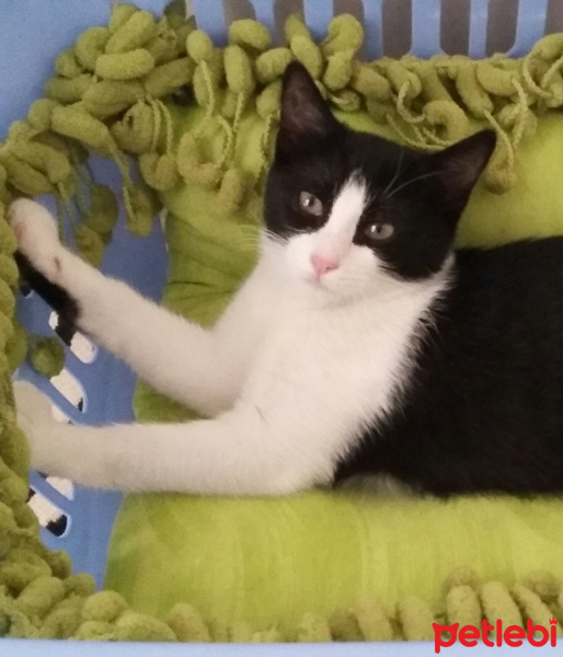 Tuxedo (Smokin) Kedi, Kedi  Reyhan06 fotoğrafı