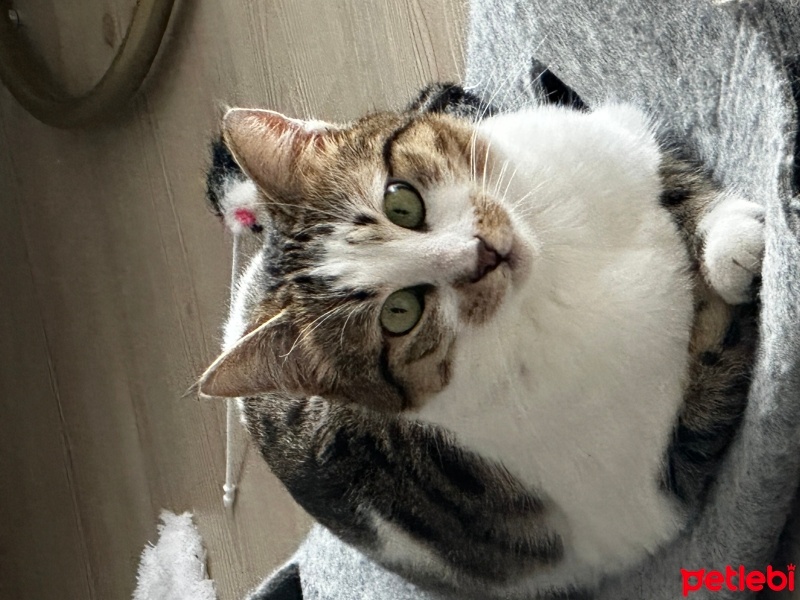 Tekir Kedi, Kedi  Tontik fotoğrafı