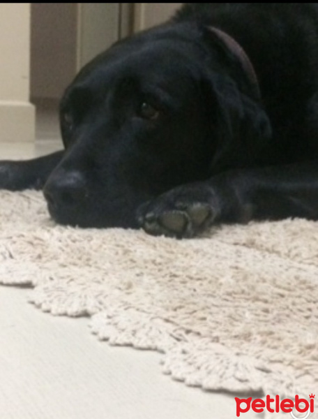 Labrador Retriever, Köpek  Tina fotoğrafı