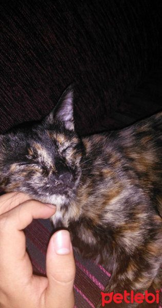 Tekir Kedi, Kedi  Karamel fotoğrafı