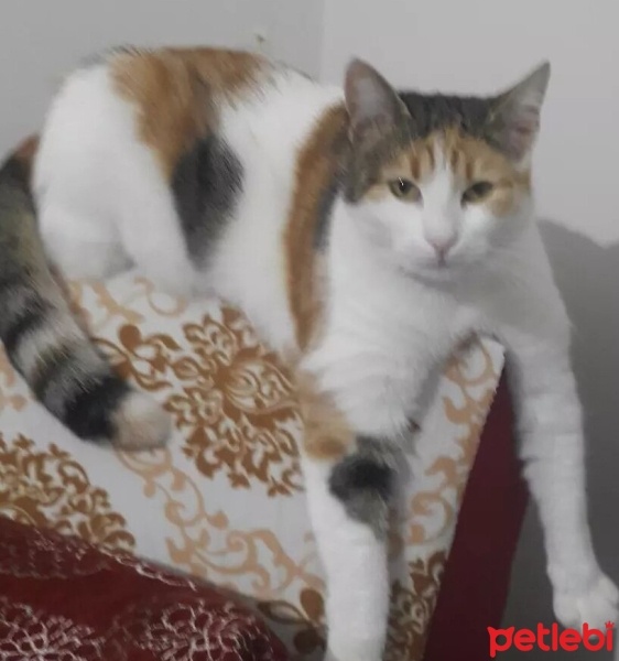 Tekir Kedi, Kedi  Bıdık fotoğrafı