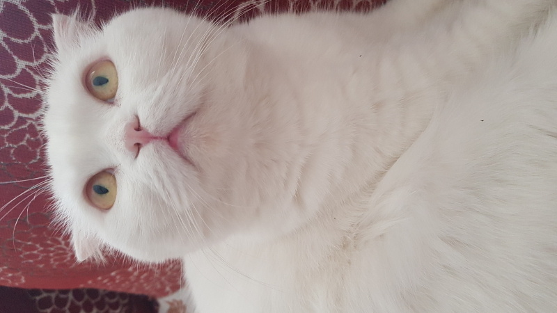 Tekir Kedi, Kedi  Bıdık fotoğrafı