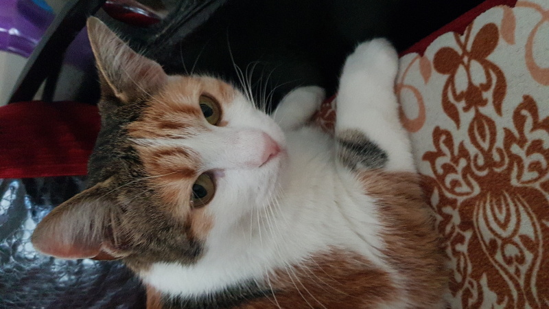 Tekir Kedi, Kedi  Bıdık fotoğrafı