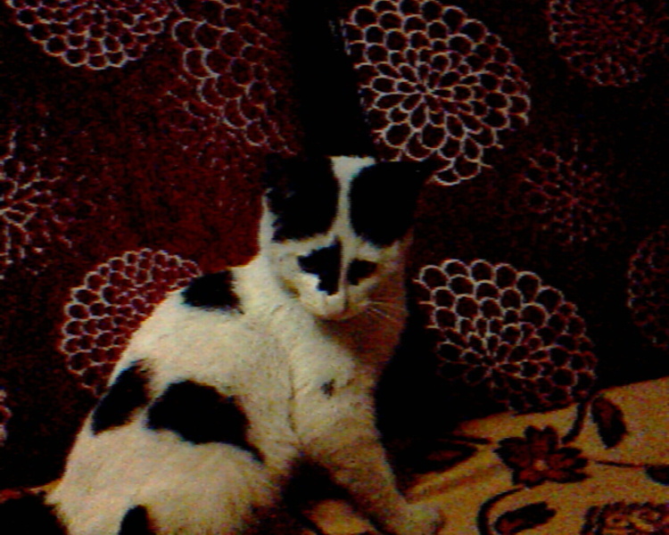 Tekir Kedi, Kedi  Bıdık fotoğrafı