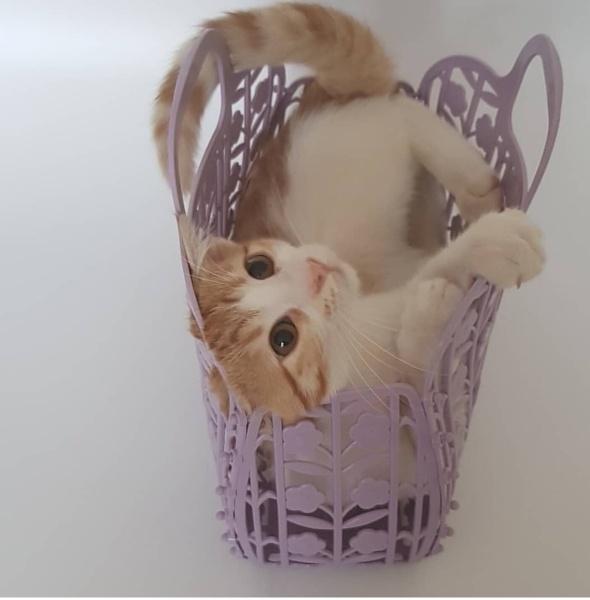 Tekir Kedi, Kedi  Bıdık fotoğrafı