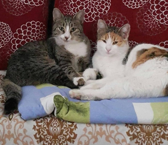 Tekir Kedi, Kedi  Bıdık fotoğrafı