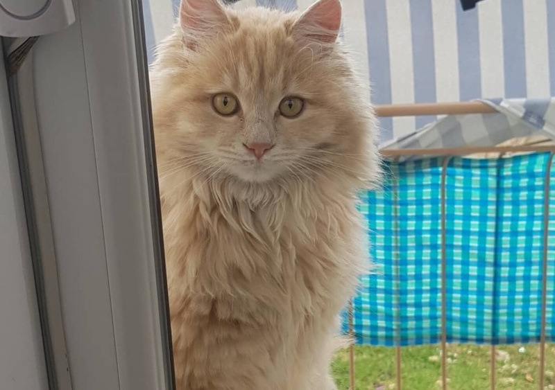 Tekir Kedi, Kedi  Bıdık fotoğrafı