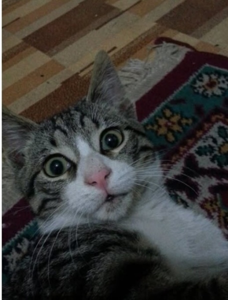 Tekir Kedi, Kedi  Bıdık fotoğrafı