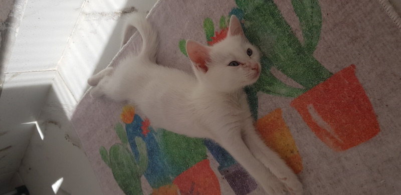 Tekir Kedi, Kedi  Bıdık fotoğrafı