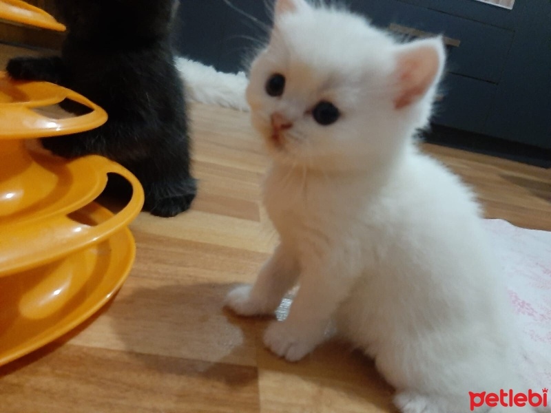 British Shorthair, Kedi  Miya fotoğrafı