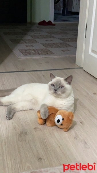 British Shorthair, Kedi  bulut fotoğrafı