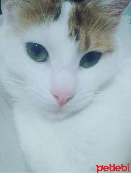 Van Kedisi, Kedi  Zilli fotoğrafı