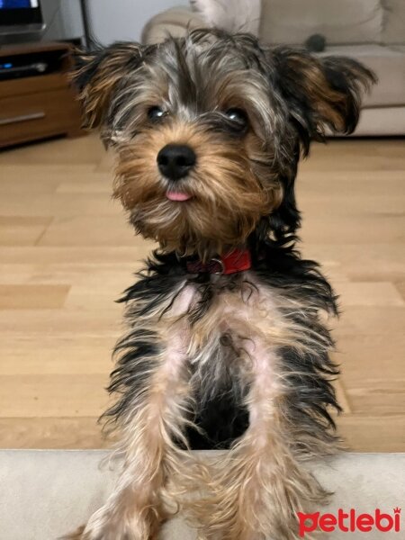 Yorkshire Terrier, Köpek  Mila fotoğrafı