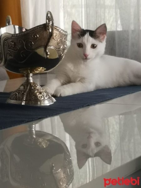 Tekir Kedi, Kedi  Kontes fotoğrafı