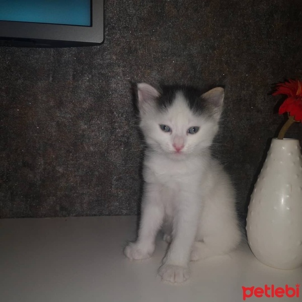 Tekir Kedi, Kedi  Kontes fotoğrafı