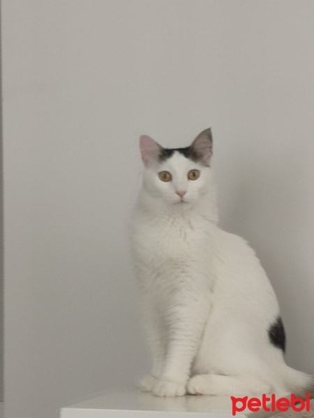 Tekir Kedi, Kedi  Kontes fotoğrafı