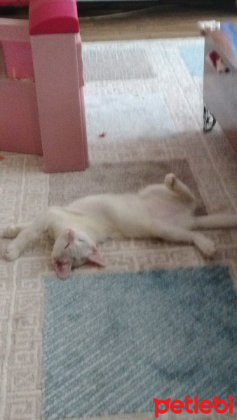 Van Kedisi, Kedi  Pamuk fotoğrafı