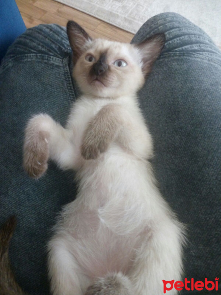 Van Kedisi, Kedi  Pamuk fotoğrafı