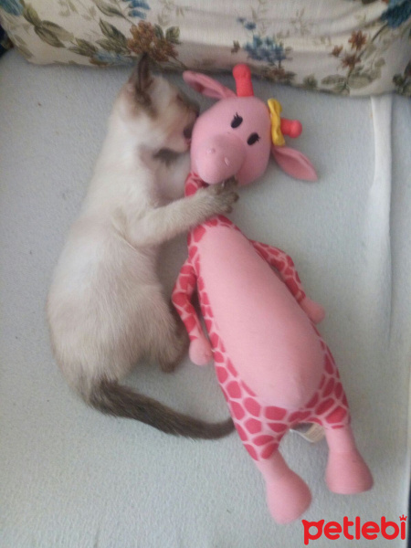 Van Kedisi, Kedi  Pamuk fotoğrafı
