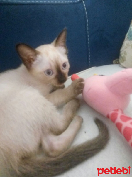 Van Kedisi, Kedi  Pamuk fotoğrafı