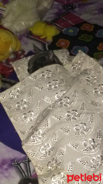Van Kedisi, Kedi  Pamuk fotoğrafı