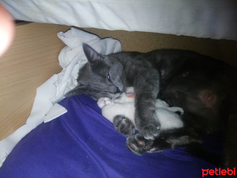 Van Kedisi, Kedi  Pamuk fotoğrafı