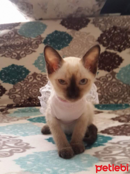 Van Kedisi, Kedi  Pamuk fotoğrafı
