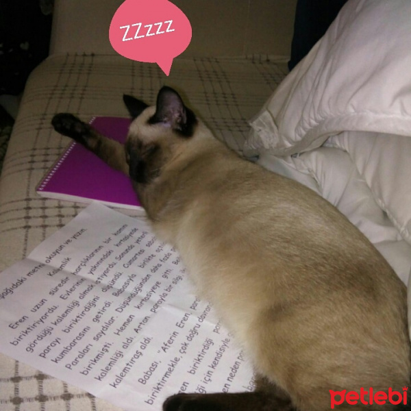 Van Kedisi, Kedi  Pamuk fotoğrafı