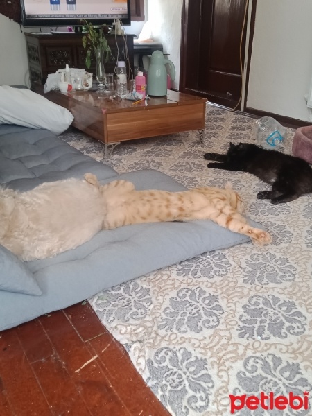 Van Kedisi, Kedi  Pamuk fotoğrafı