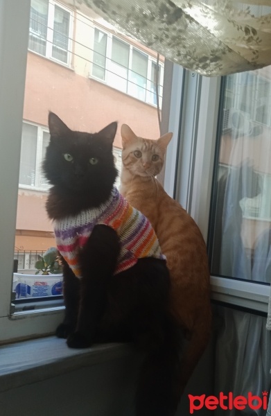 Van Kedisi, Kedi  Pamuk fotoğrafı