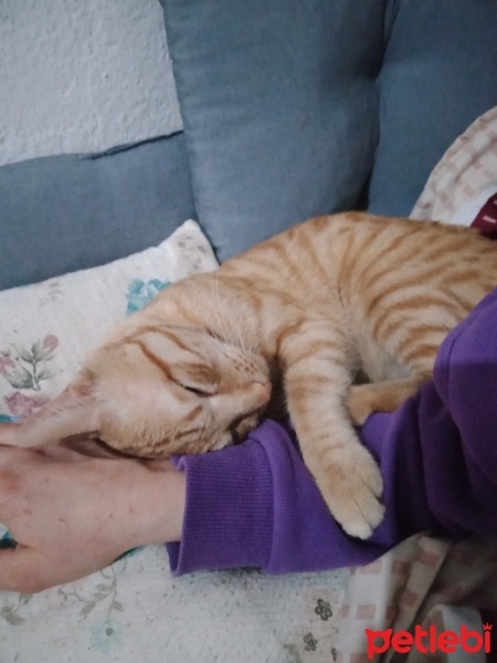 Van Kedisi, Kedi  Pamuk fotoğrafı