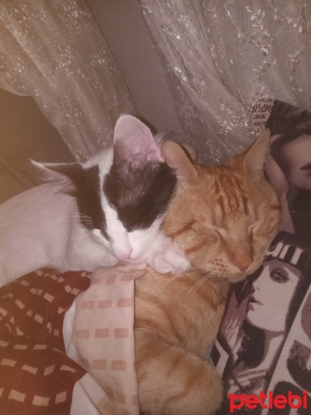 Van Kedisi, Kedi  Pamuk fotoğrafı