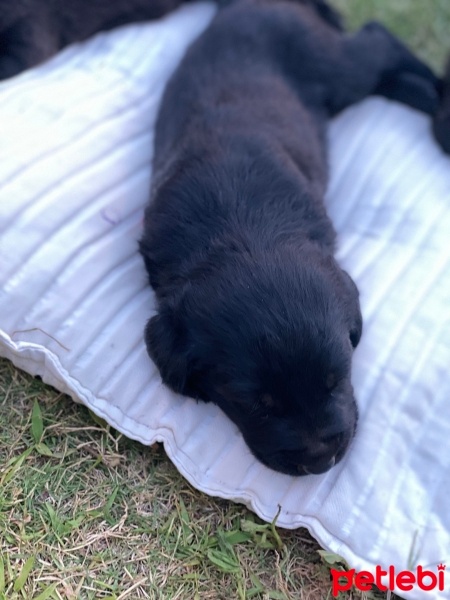 Labrador Retriever, Köpek  Galaxie fotoğrafı