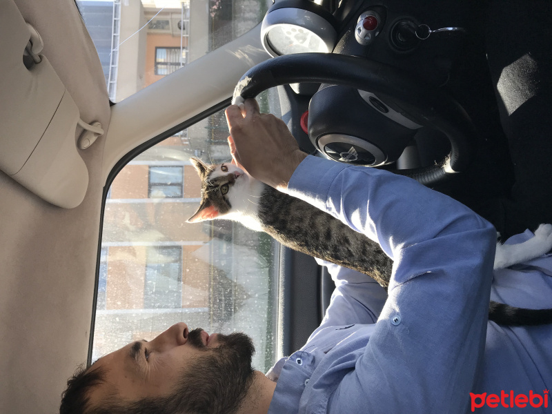 Somali, Kedi  Sisi fotoğrafı