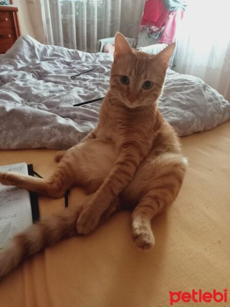 Tekir Kedi, Kedi  BAKS fotoğrafı