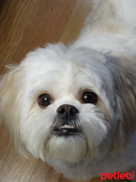 İskoç Terrier, Köpek  moliy fotoğrafı