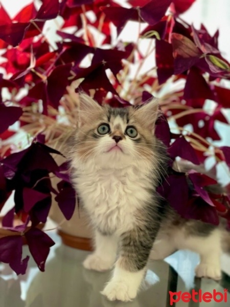 Tekir Kedi, Kedi  Badem fotoğrafı