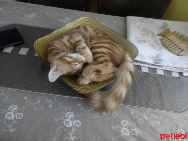 Tekir Kedi, Kedi  Misket fotoğrafı