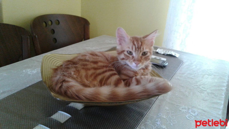 Tekir Kedi, Kedi  Misket fotoğrafı