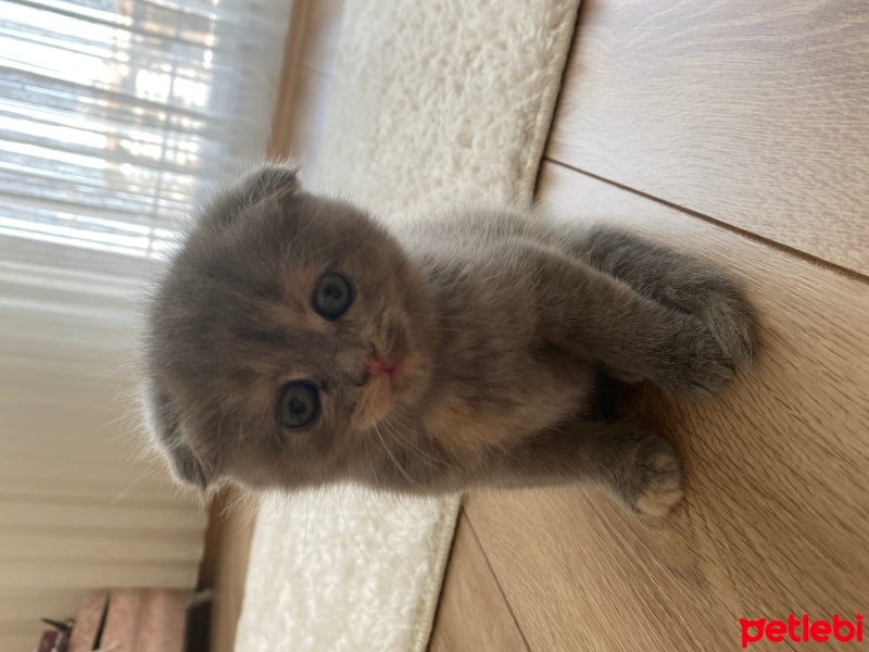 Scottish Fold, Kedi  Scottish fold fotoğrafı