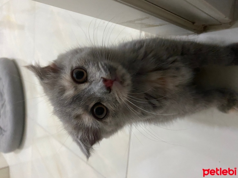 Scottish Fold, Kedi  Scottish fold fotoğrafı