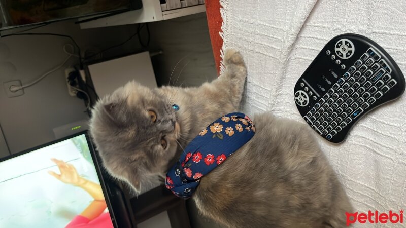 British Longhair, Kedi  Linda fotoğrafı