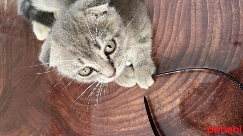 Scottish Fold, Kedi  Lokum fotoğrafı