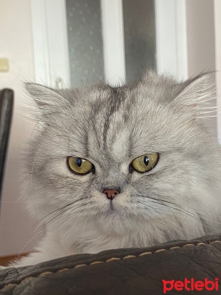 British Longhair, Kedi  Luna fotoğrafı