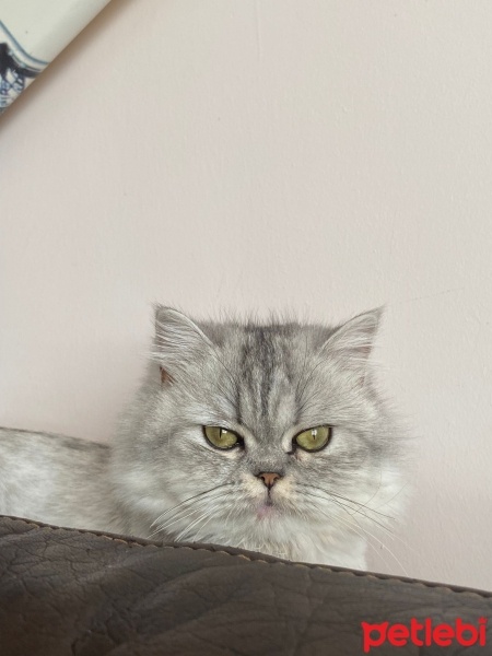 British Longhair, Kedi  Luna fotoğrafı