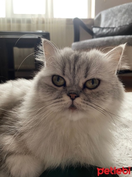 British Longhair, Kedi  Luna fotoğrafı