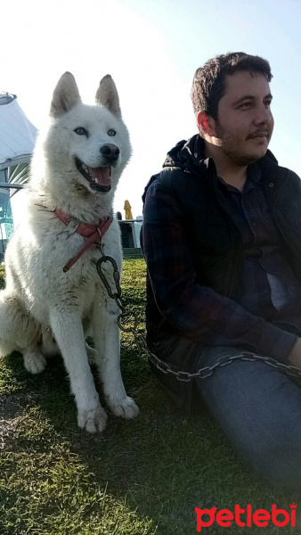 Sibirya Kurdu (Husky), Köpek  Zeus fotoğrafı